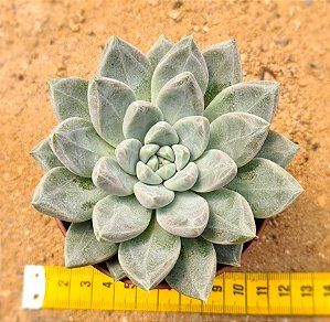 Echeveria night cloud