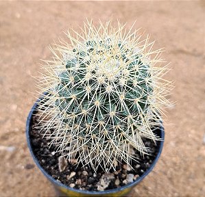 Mammillaria pryngii