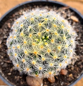 Mammillaria schiedeana