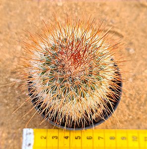 Mammillaria spinossissima