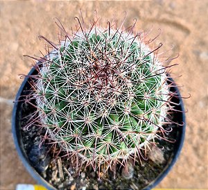 Mammillaria tenango del valle