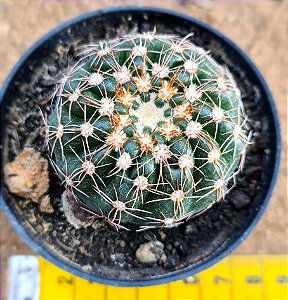 Mammillaria uebelmannianus