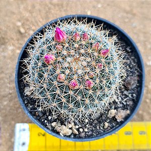 Mammillaria weissingerii