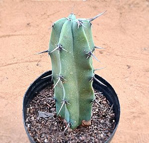 Myrtillocactus geometrizans