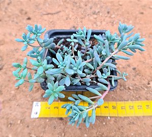 Sedum hispanico - blue carpet