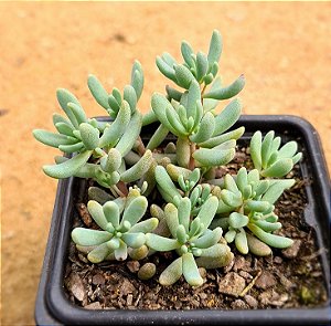 Sedum hispanico - blue carpet