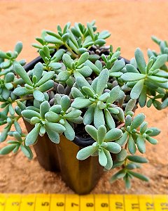Sedum hispanico - blue carpet