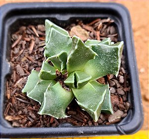 Faucaria bosscheana