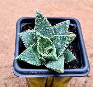 Faucaria albidens  - boca de tubarão