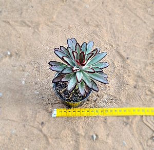 Kalanchoe tomentosa minor