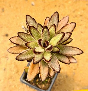 Kalanchoe tomentosa minor