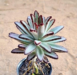 Kalanchoe tomentosa minor