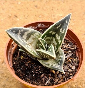 Gonialoe  variegata - aloe variegato