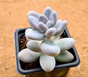 Sedum craigii