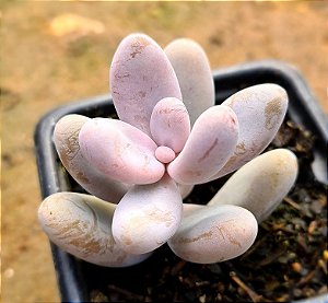 Sedum craigii