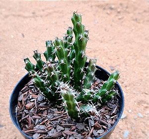 Euphorbia dichroa