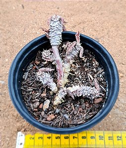 Euphorbia Decaryi