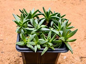 Carbobrothus edulis