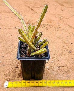 Euphorbia saxorum
