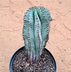 Euphorbia horrida