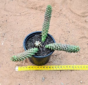 Euphorbia Monadenium guentheri