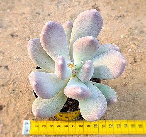Pachyphytum glutinicaule