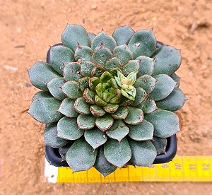 Echeveria swallow