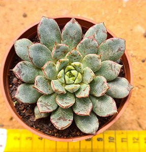 Echeveria swallow