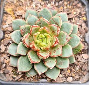 Echeveria swallow