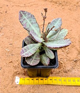Kalanchoe humilis