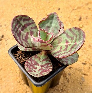 Kalanchoe humilis