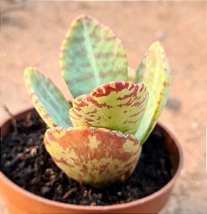 Kalanchoe humilis