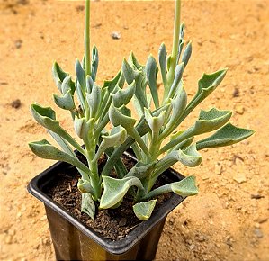 Senecio Kleiniiformis