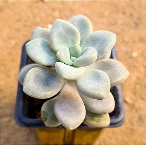 Graptopetalum ellen