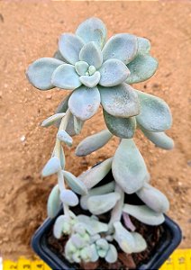 Graptopetalum ellen