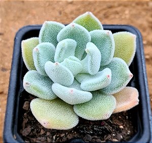 Echeveria pulvinata frost