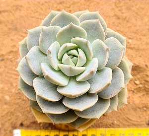 graptoveria titubans