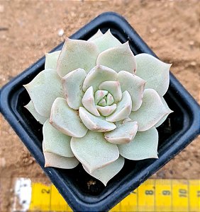 graptoveria titubans
