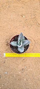 Crassula garnet lotus