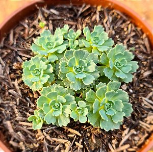Rhodiola pachyclados
