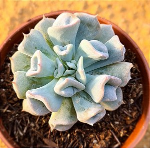 Echeveria pig nose