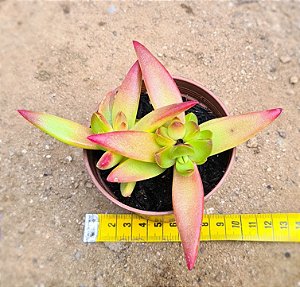 Crassula fusca