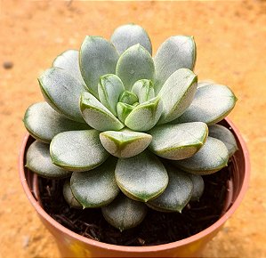 Graptoveria amethorum