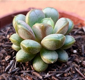 Graptoveria amethorum