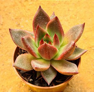 Echeveria Antares