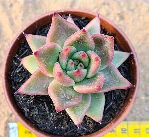 Echeveria Antares