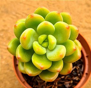 Sedum shangrila variegata