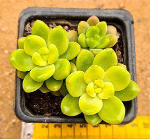Sedum shangrila variegata