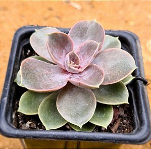 Echeveria duchess of nuremberg