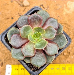 Echeveria zesta